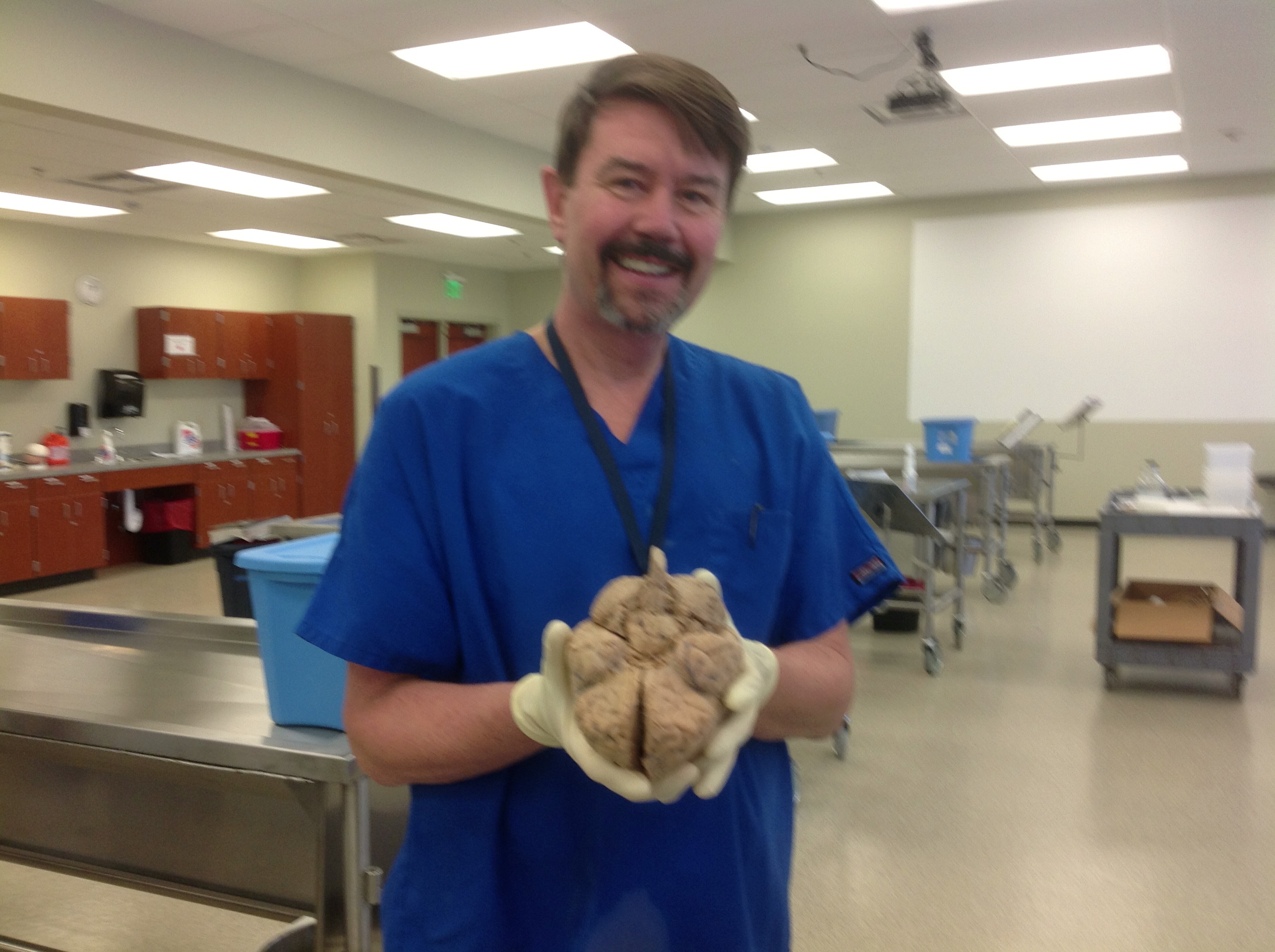 The HumanNervous System