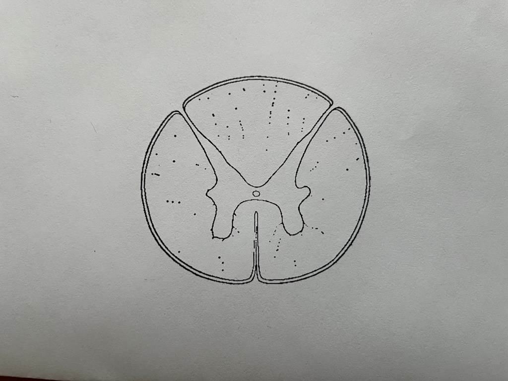 Spinal cord section